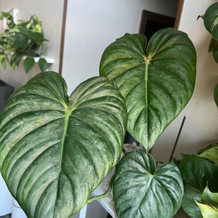 Philodendron Pastazanum Silver con venas plateadas y hojas anchas