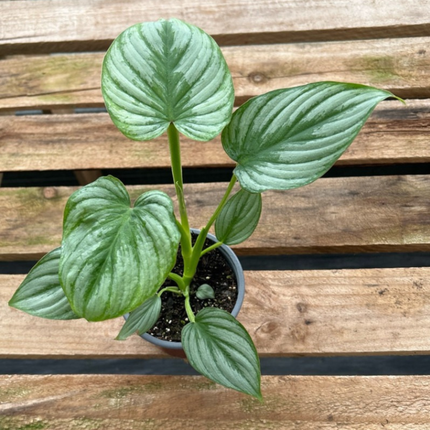 Filodendro Plata  (Philo Pastazanum Silver); Pequeño (M13)  | Gardekin Chile