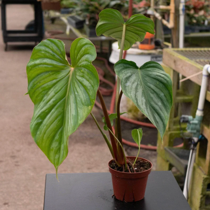 Filodendro Plata  (Philo Pastazanum Silver); Pequeño (M13)  | Gardekin Chile