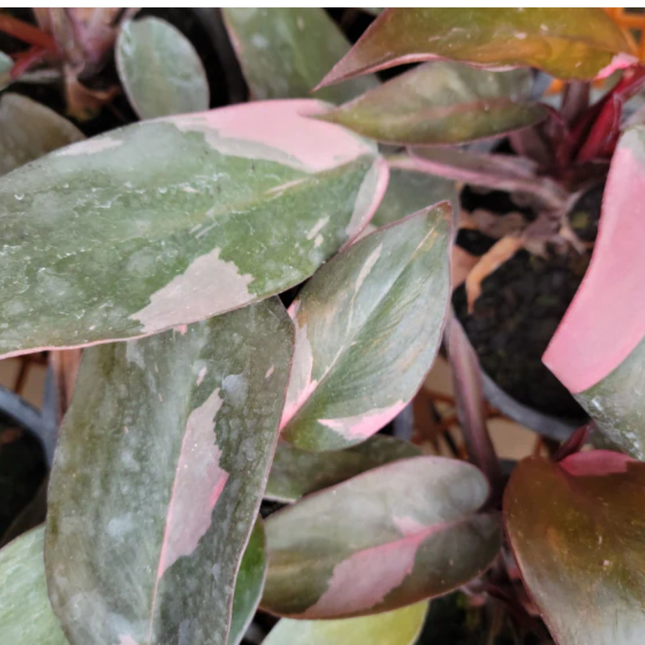 Philodendron Pink Princess con parches rosados sólidos en hojas
