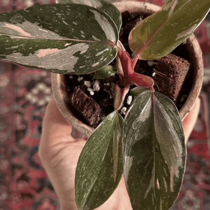 Princesa Rosada (Philo Pink Princess), Pequeño (M10)  | Gardekin Chile