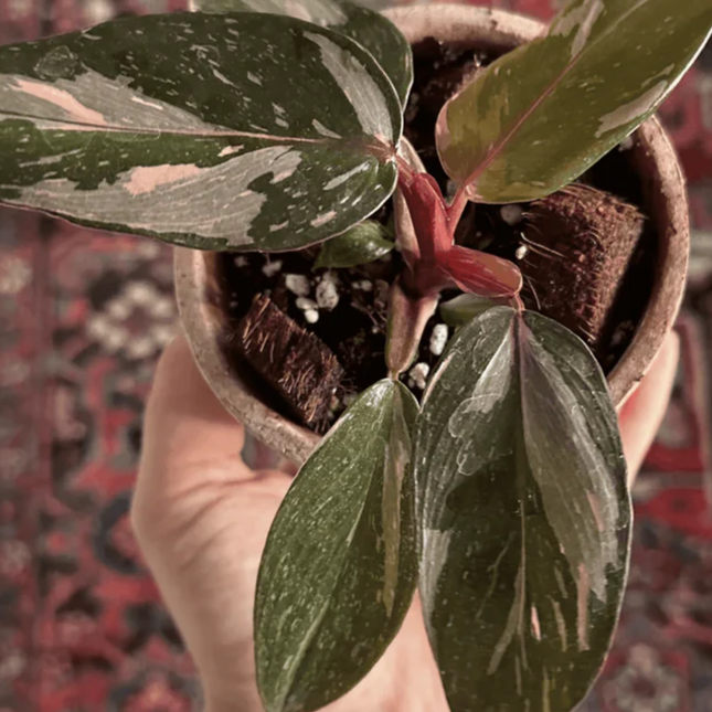 Princesa Rosada (Philo Pink Princess), Pequeño (M10)  | Gardekin Chile
