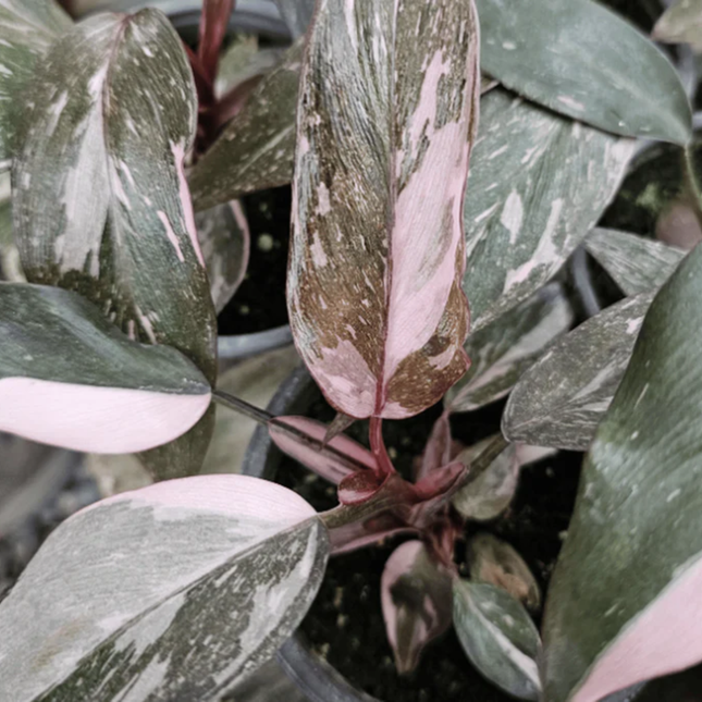 Philodendron Pink Princess Marble con variegación rosa salpicada