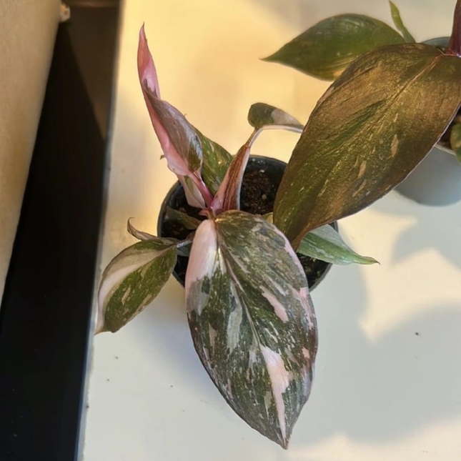 Princes Rosada Marmoleada  (Philo Pink Princess Marble), Pequeño (M10)  | Gardekin Chile