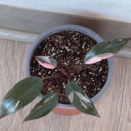 Princes Rosada Marmoleada  (Philo Pink Princess Marble), Pequeño (M10)  | Gardekin Chile