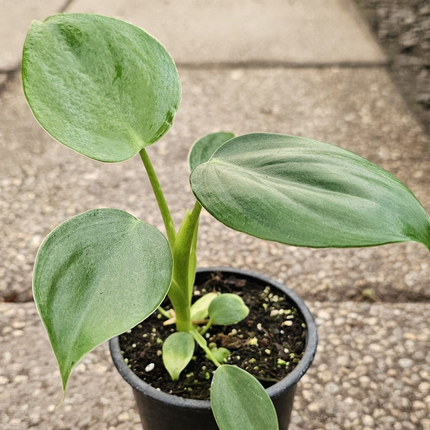 Philodendron Pittieri de hojas verdes suaves en forma de corazón