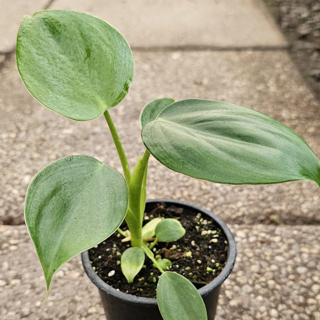 Philodendron Pittieri de hojas verdes suaves en forma de corazón