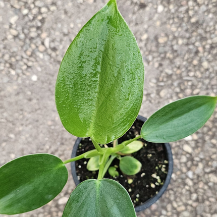 Espada De Plata (Philo Pittieri); Pequeño (M10) | Gardekin Chile