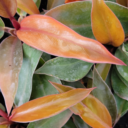 Philodendron Prince of Orange con hojas nuevas color naranja cobrizo