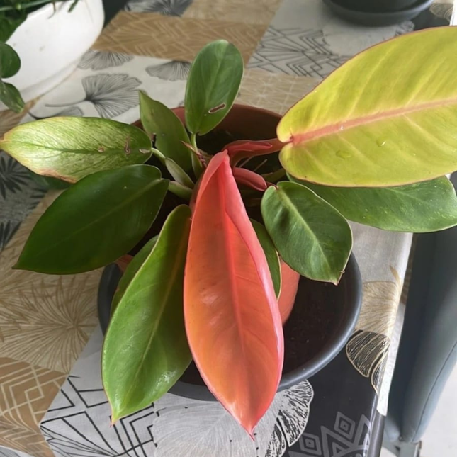 Principe Naranja (Philo Prince Of Orange); Pequeño (M10)  | Gardekin Chile