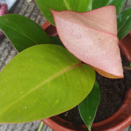 Principe Naranja (Philo Prince Of Orange); Pequeño (M10)  | Gardekin Chile