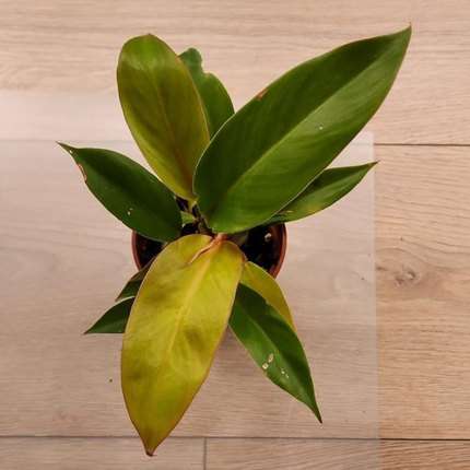 Principe Naranja (Philo Prince Of Orange); Pequeño (M10)  | Gardekin Chile