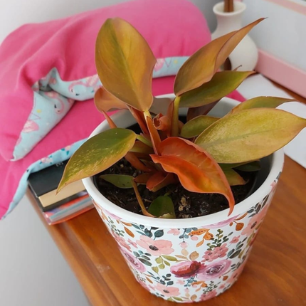 Principe Naranja (Philo Prince Of Orange); Pequeño (M10)  | Gardekin Chile