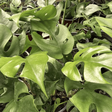 Raphidophora tetrasperma Mini Monstera de crecimiento rápido