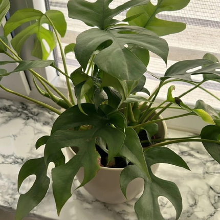 Mini Monstera (Philo Raphidophora); Pequeña (M12)  | Gardekin Chile