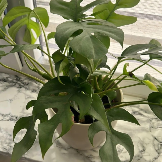 Mini Monstera (Philo Raphidophora); Pequeña (M12)  | Gardekin Chile
