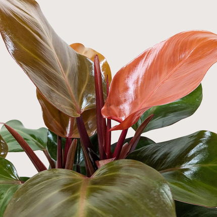Filodendro Sol Rojo (Philo Sun Red); Pequeño (M10)  | Gardekin Chile