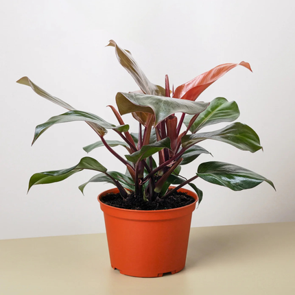 Filodendro Sol Rojo (Philo Sun Red); Pequeño (M10)  | Gardekin Chile