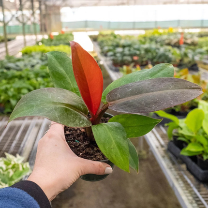 Filodendro Sol Rojo (Philo Sun Red); Pequeño (M10)  | Gardekin Chile
