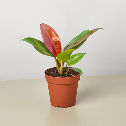 Filodendro Sol Rojo (Philo Sun Red); Pequeño (M10)  | Gardekin Chile