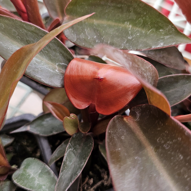 Philodendron Sun Red con hojas nuevas en color rojo vibrante