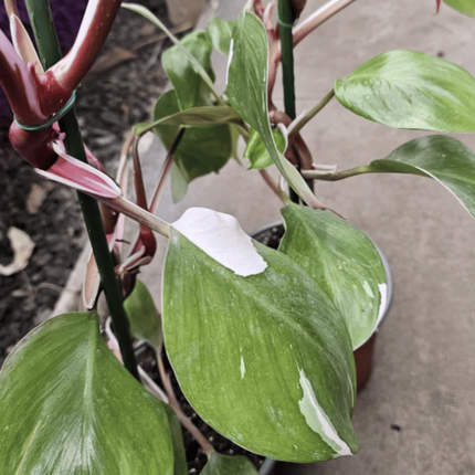 Philodendron White Knight con manchas blancas y tallos púrpuras