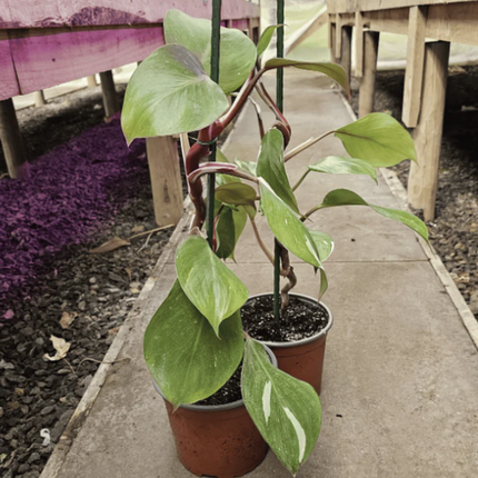 Filodendro Caballero Blanco (Philo White Knight)  | Gardekin Chile
