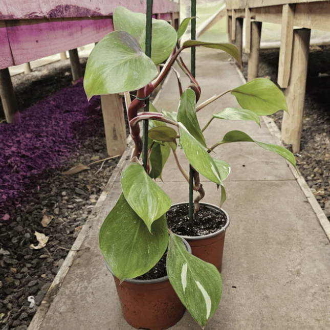 Filodendro Caballero Blanco (Philo White Knight)  | Gardekin Chile