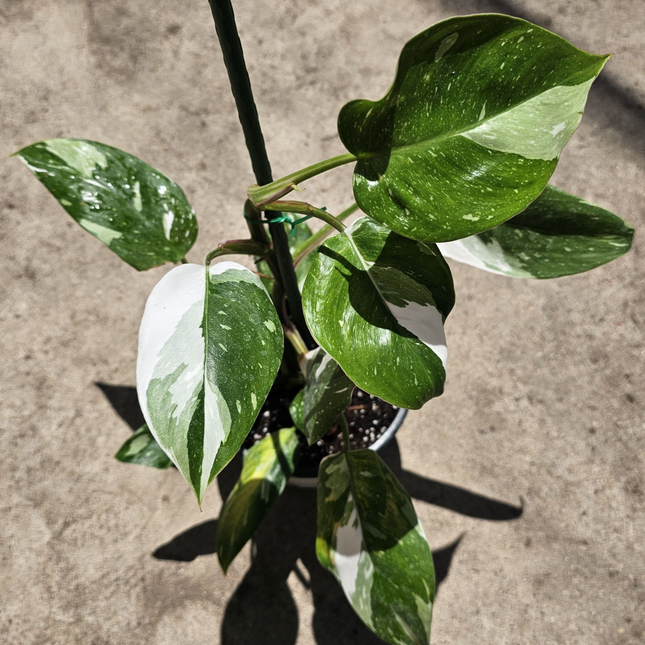 Filodendro Princesa Blanca (Philo White Princess); Pequeña (M10)  | Gardekin Chile