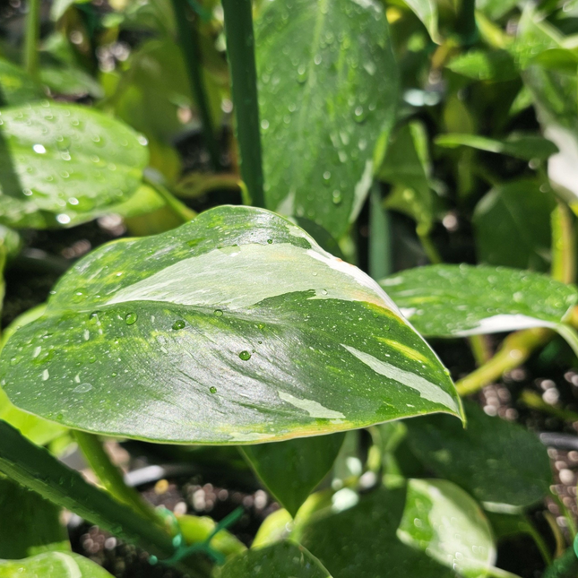 Philodendron White Princess con variegación blanca y tallos verdes