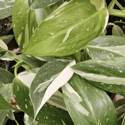 Philodendron White Wizard con grandes manchas blancas en hojas