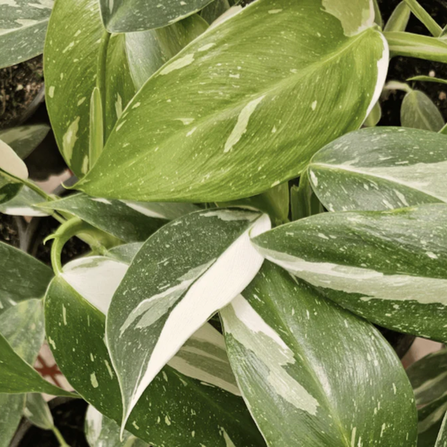 Philodendron White Wizard con grandes manchas blancas en hojas