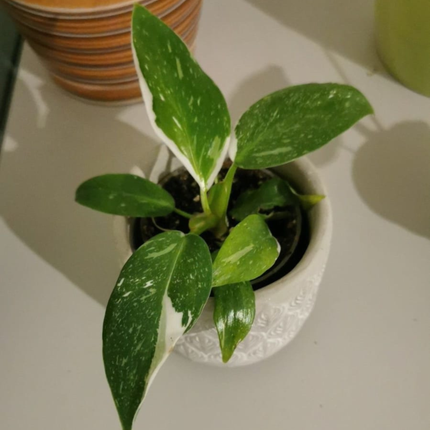 Filodendro  Mago Blanco (Philo White Wizard); Pequeño (M10)  | Gardekin Chile