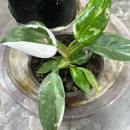 Filodendro  Mago Blanco (Philo White Wizard); Pequeño (M10)  | Gardekin Chile