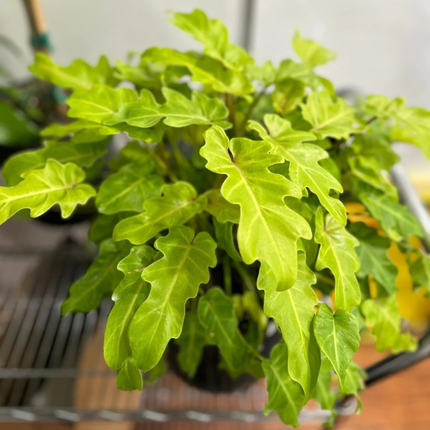 Garra De León Xanadu (Philo Xanadu Golden), Mediana (M15) | Gardekin Chile