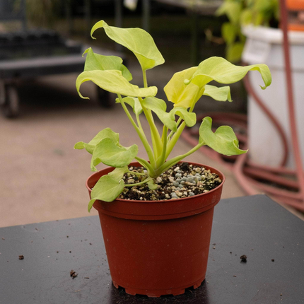 Garra De León Xanadu (Philo Xanadu Golden), Mediana (M15) | Gardekin Chile