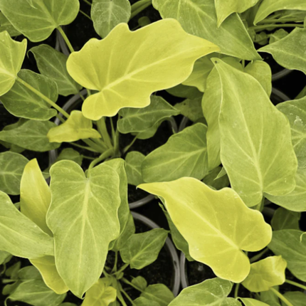 Philodendron Xanadu Golden con hojas lobuladas verde lima neón