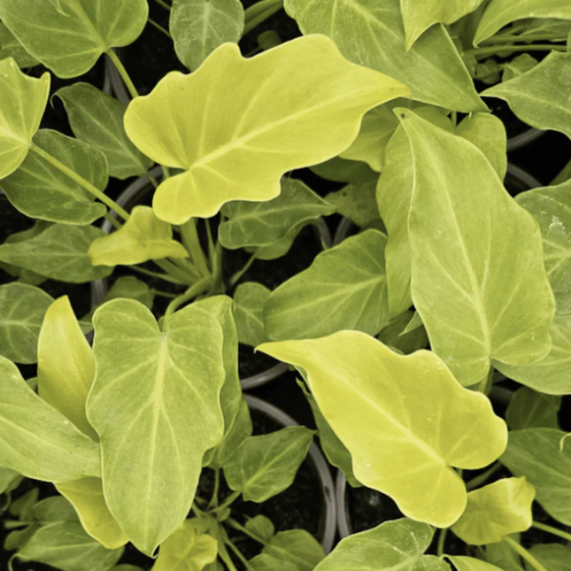 Philodendron Xanadu Golden con hojas lobuladas verde lima neón