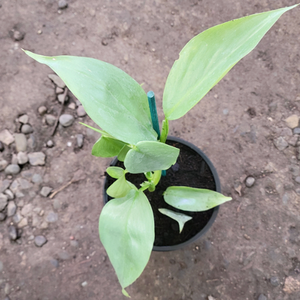 Espada De Plata (Philo Silver Sword)| Vegago Chile