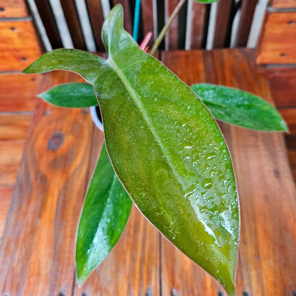 Philodendron-Florida-Bronze