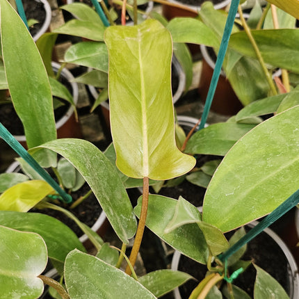Philodendron-Florida-Bronze