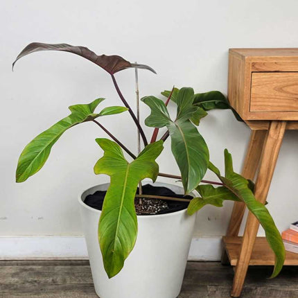 Philodendron Florida Bronze con hojas nuevas en tono cobrizo