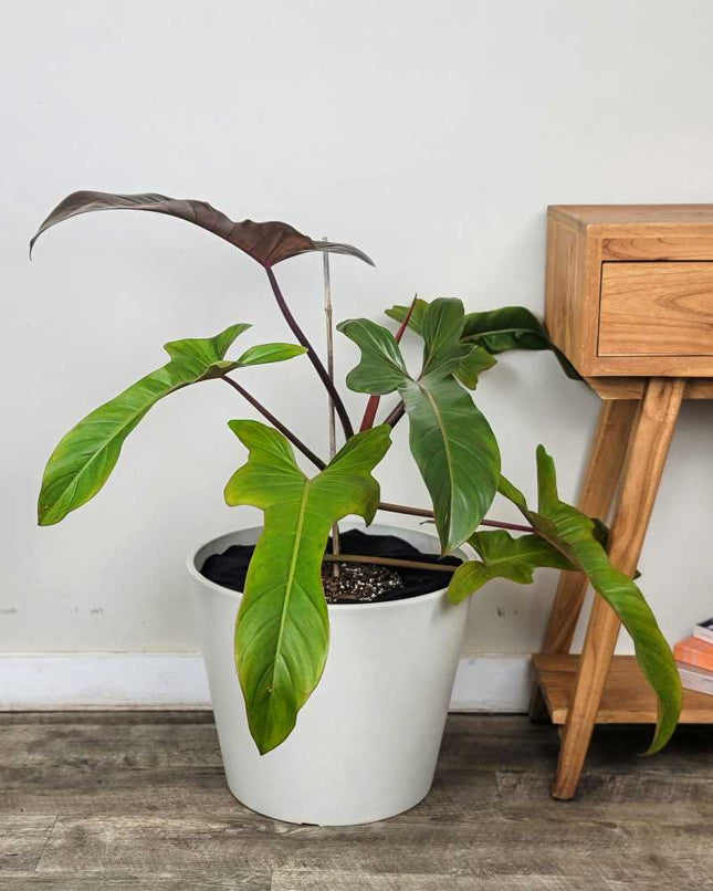 Philodendron Florida Bronze con hojas nuevas en tono cobrizo