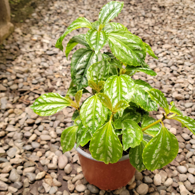 Planta de Aluminio Pilea cadierei, hojas plateadas metálicas