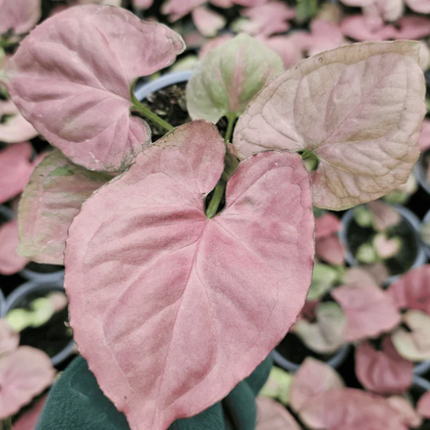Syngonium Pink Perfection de color rosado sólido impecable