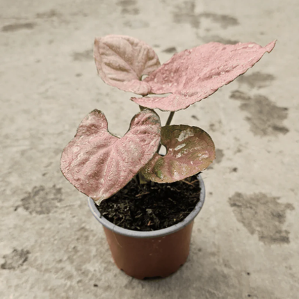 Singonio Pink Perfection; Pequeño (M10)  | Gardekin Chile