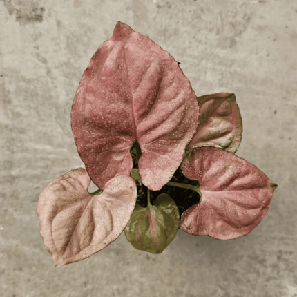 Singonio Pink Perfection; Pequeño (M10)  | Gardekin Chile