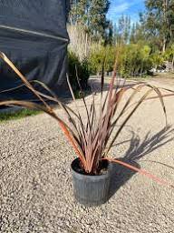 Agave de tonos rojizos para jardín de bajo mantenimiento