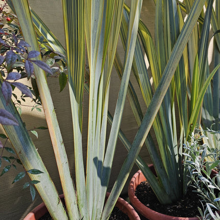 Pita-variegada