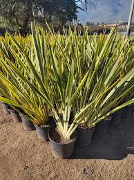 Agave americana variegada con bordes amarillos y forma escultural